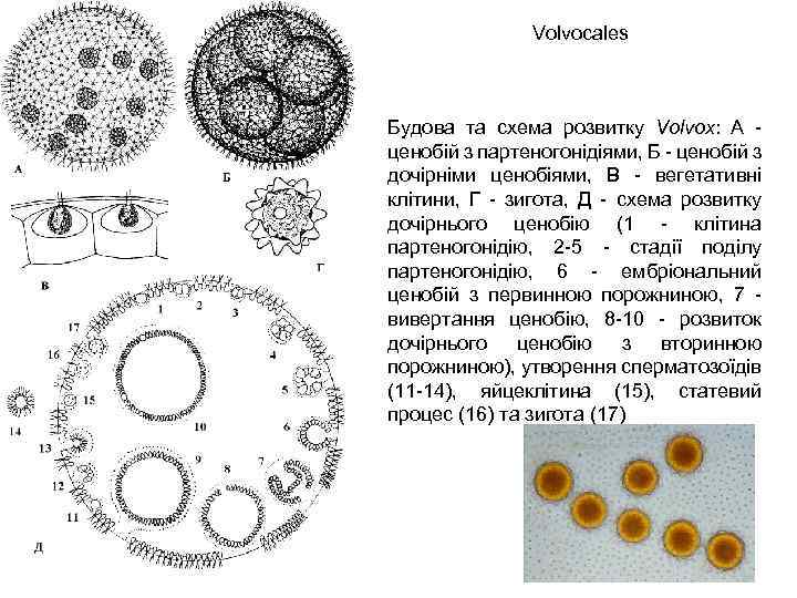 Volvocales Будова та схема розвитку Volvox: А ценобій з партеногонідіями, Б ценобій з дочірніми