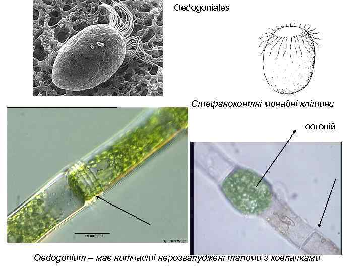 Oedogoniales Стефаноконтні монадні клітини оогоній Oedogonium – має нитчасті нерозгалуджені таломи з ковпачками 