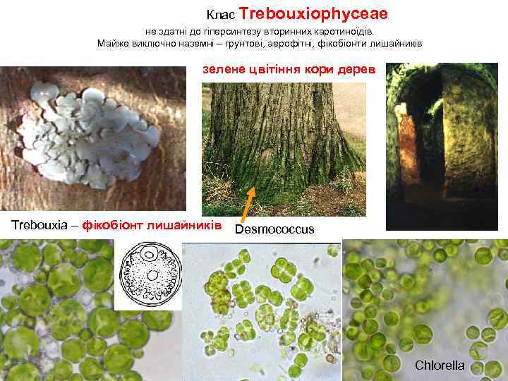 Клас Trebouxiophyceae не здатні до гіперсинтезу вторинних каротиноїдів. Майже виключно наземні – грунтові, аерофітні,