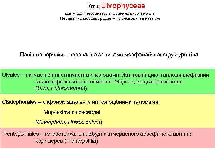 Клас Ulvophyceae здатні до гіперсинтезу вторинних каротиноїдів. Переважно морські, рідше – прісноводні та наземні