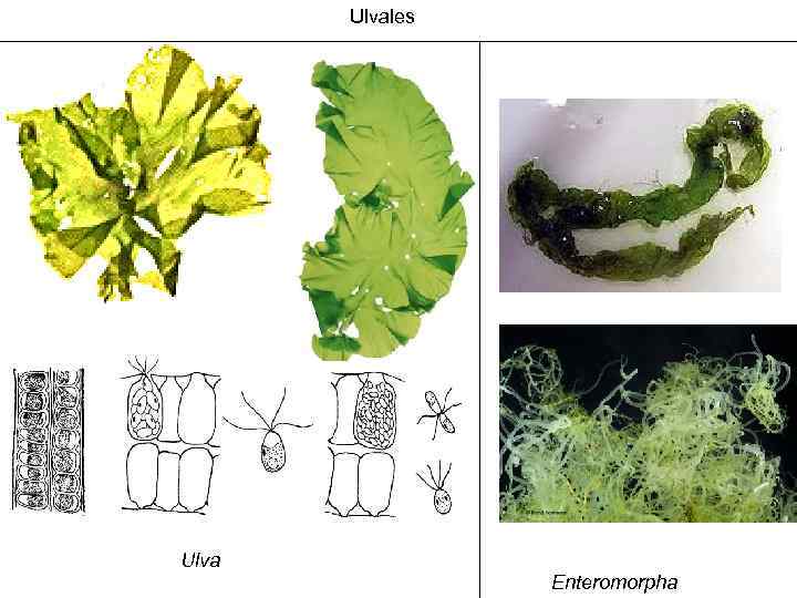 Ulvales Ulva Enteromorpha 