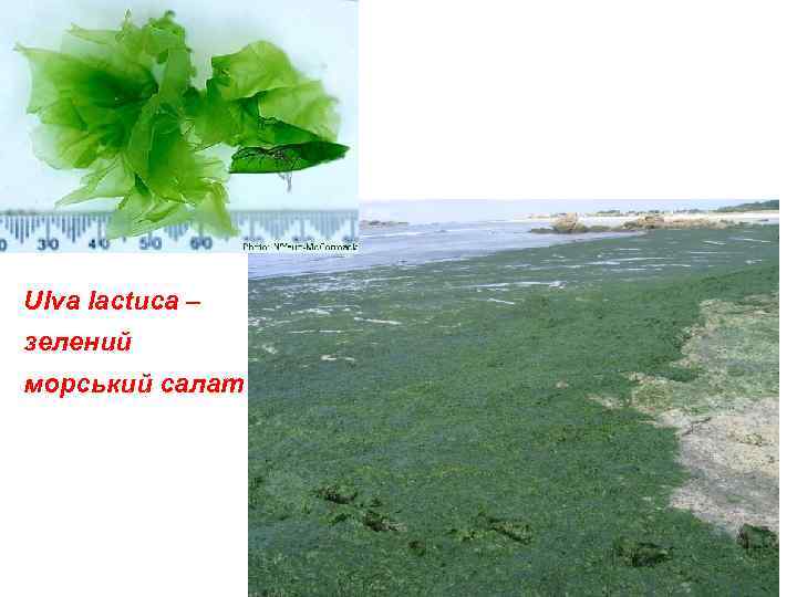 Ulva lactuca – зелений морський салат 