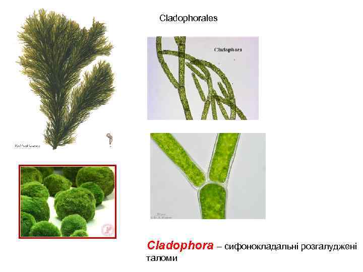 Cladophorales Cladophora – сифонокладальні розгалуджені таломи 