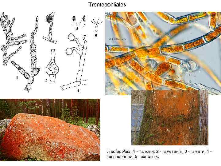 Trentepohliales Trentepohlia: 1 таломи, 2 гаметангії, 3 гамети, 4 зооспорангій, 5 зооспора 