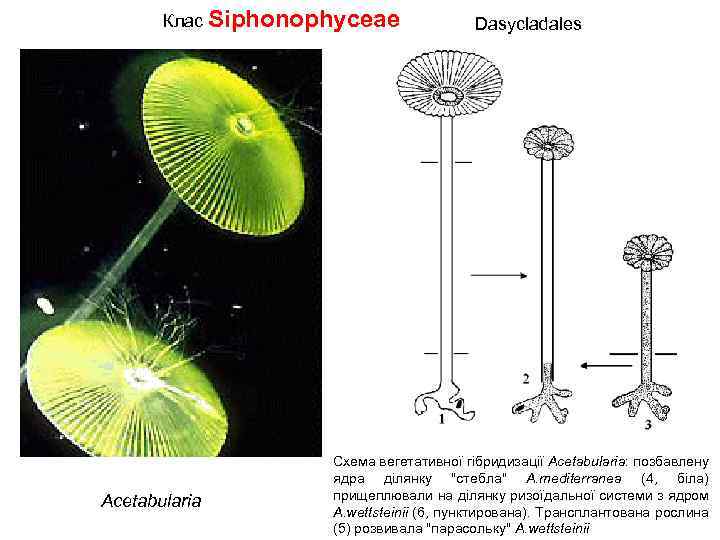 Клас Siphonophyceae Acetabularia Dasycladales Схема вегетативної гібридизації Acetabularia: позбавлену ядра ділянку 
