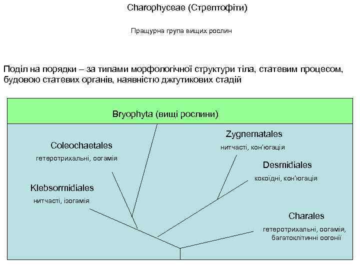 Charophyceae (Стрептофіти) Пращурна група вищих рослин Поділ на порядки – за типами морфологічної структури