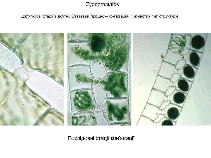 Zygnematales Джгутикові стадії відсутні. Статевий процес – кон’югація. Нитчастий тип структури Послідовні стадії кон’югації