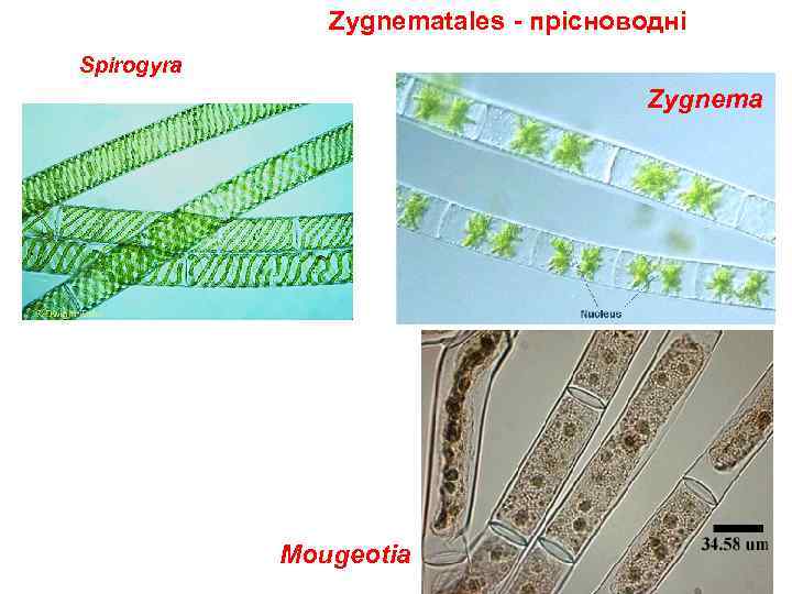 Zygnematales - прісноводні Spirogyra Zygnema Mougeotia 