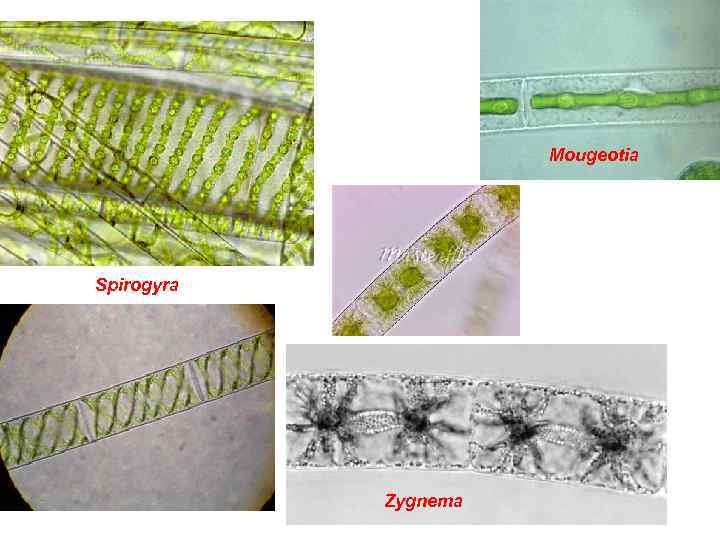 Mougeotia Spirogyra Zygnema 