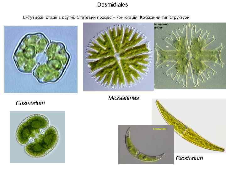 Desmidiales Джгутикові стадії відсутні. Статевий процес – кон’югація. Кокоїдний тип структури Cosmarium Micrasterias Closterium
