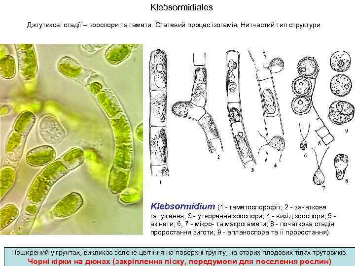 Klebsormidiales Джгутикові стадії – зооспори та гамети. Статевий процес ізогамія. Нитчастий тип структури Klebsormidium