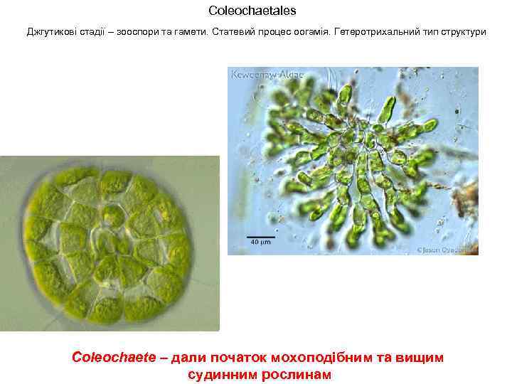 Coleochaetales Джгутикові стадії – зооспори та гамети. Статевий процес оогамія. Гетеротрихальний тип структури Coleochaete