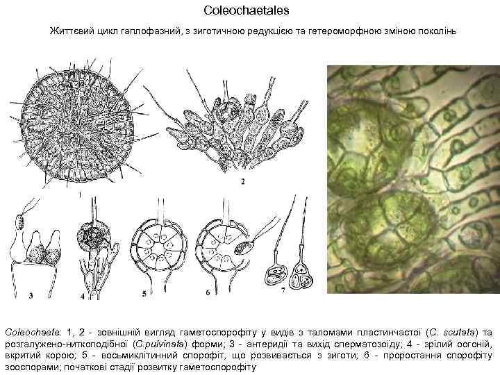 Coleochaetales Життєвий цикл гаплофазний, з зиготичною редукцією та гетероморфною зміною поколінь Coleochaete: 1, 2