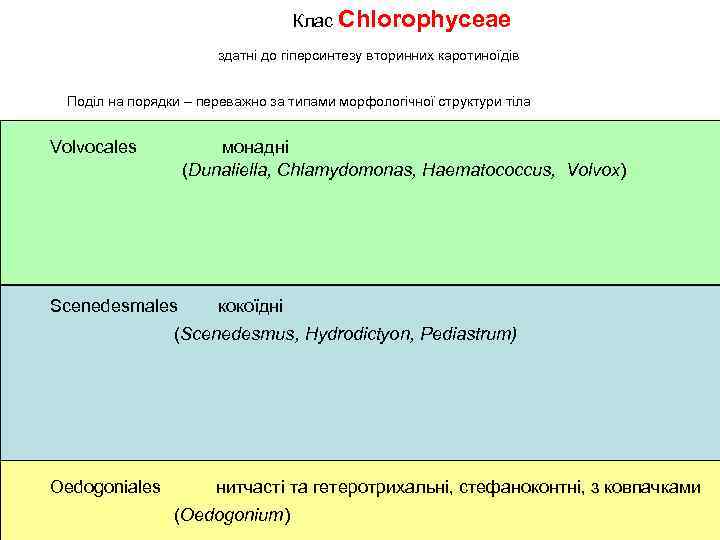 Клас Chlorophyceae здатні до гіперсинтезу вторинних каротиноїдів Поділ на порядки – переважно за типами