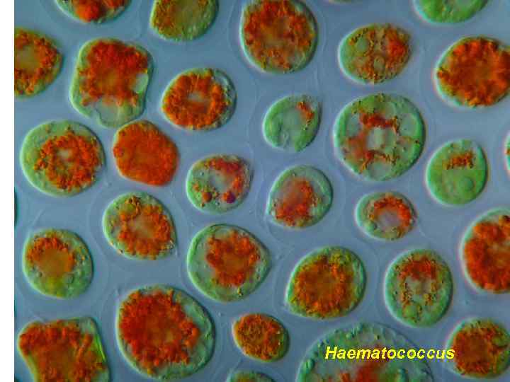 Volvocales (одноклітинні представники) Dunaliella Chlamydomonas Haematococcus pluvialis – г. дощовий 
