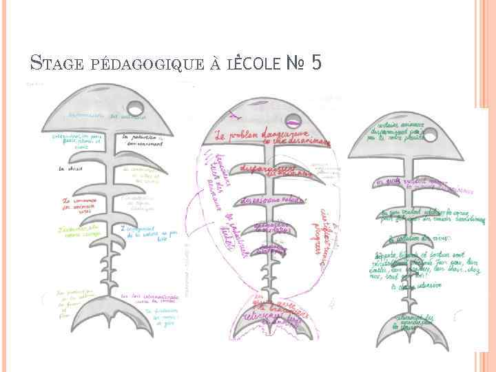 STAGE PÉDAGOGIQUE À LÉCOLE № 5 ’ 