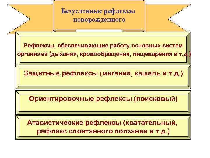 Безусловные рефлексы новорожденного Рефлексы, обеспечивающие работу основных систем организма (дыхания, кровообращения, пищеварения и т.