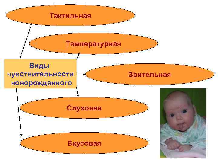 Тактильная Температурная Виды чувствительности новорожденного Слуховая Вкусовая Зрительная 