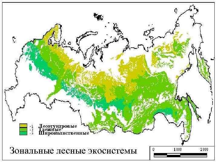 Лесотундровые Таежные Широколиственные Зональные лесные экосистемы 