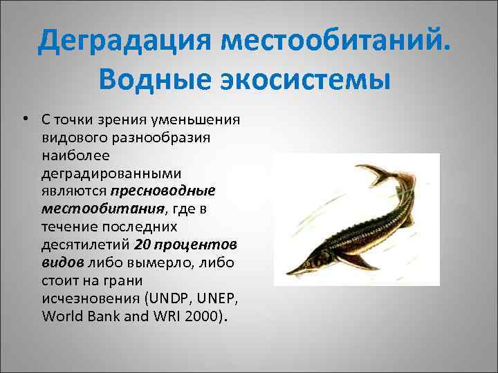 Деградация местообитаний. Водные экосистемы • С точки зрения уменьшения видового разнообразия наиболее деградированными являются