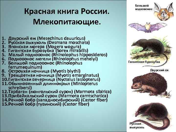 Млекопитающие занесенные в красную книгу презентация