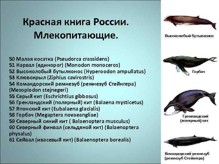 Красная книга России. Млекопитающие. 50 Малая косатка (Pseudorca crassidens) 51 Нарвал (единорог) (Monodon monoceros)