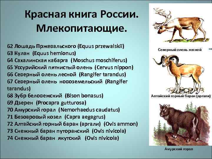 Красная книга России. Млекопитающие. 62 Лошадь Пржевальского (Equus przewalskii) 63 Кулан (Equus hemionus) 64