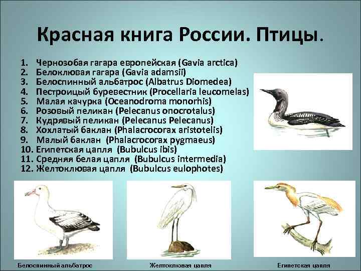 Красная книга России. Птицы. 1. Чернозобая гагара европейская (Gavia arctica) 2. Белоклювая гагара (Gavia