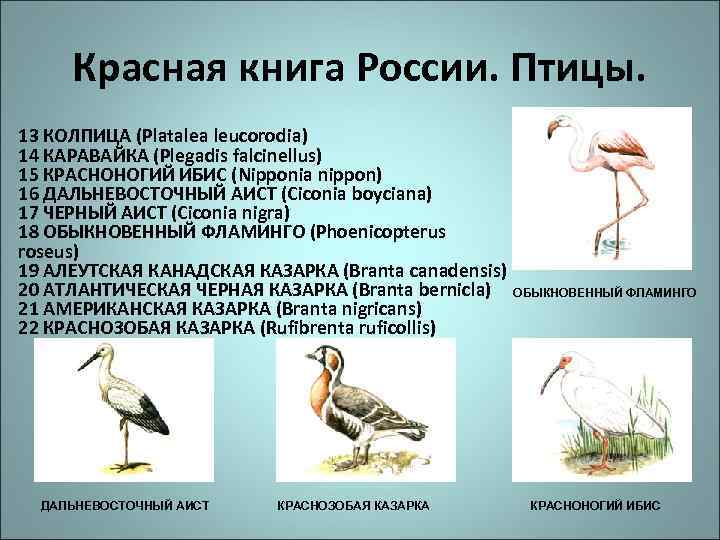 Красная книга России. Птицы. 13 КОЛПИЦА (Platalea leucorodia) 14 КАРАВАЙКА (Plegadis falcinellus) 15 КРАСНОНОГИЙ