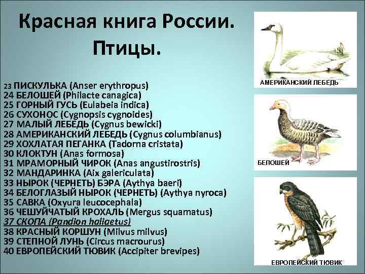 Список птиц занесенных в красную. Гусь пискулька красная книга. Горный Гусь красная книга.