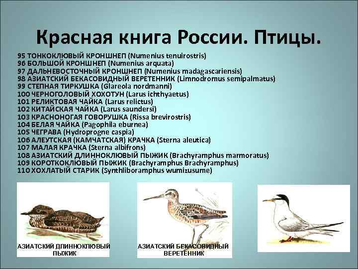 Красная книга России. Птицы. 95 ТОНКОКЛЮВЫЙ КРОНШНЕП (Numenius tenuirostris) 96 БОЛЬШОЙ КРОНШНЕП (Numenius arquata)