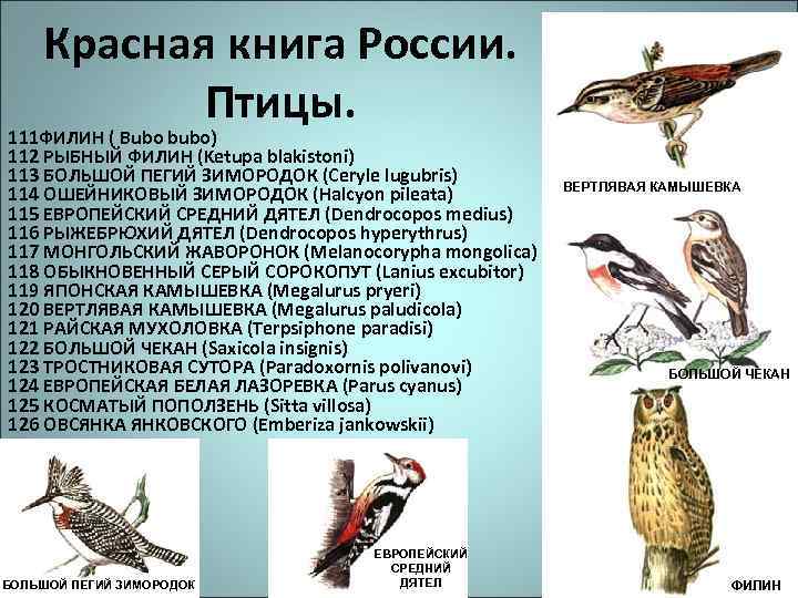 Красная книга России. Птицы. 111 ФИЛИН ( Bubo bubo) 112 РЫБНЫЙ ФИЛИН (Ketupa blakistoni)