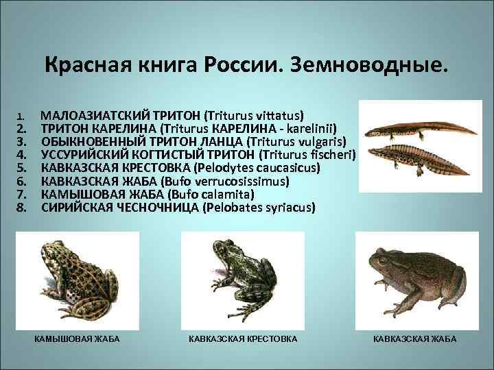 Красная книга России. Земноводные. 1. МАЛОАЗИАТСКИЙ ТРИТОН (Triturus vittatus) 2. 3. 4. 5. 6.