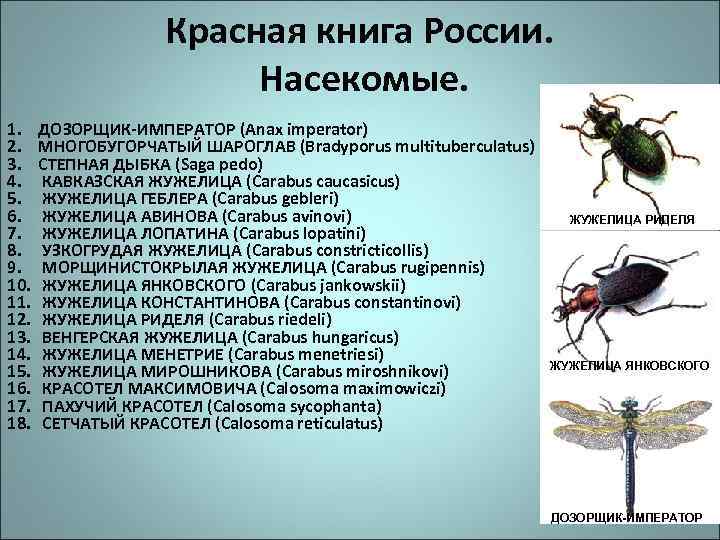 Красная книга России. Насекомые. 1. ДОЗОРЩИК-ИМПЕРАТОР (Anax imperator) 2. МНОГОБУГОРЧАТЫЙ ШАРОГЛАВ (Bradyporus multituberculatus) 3.