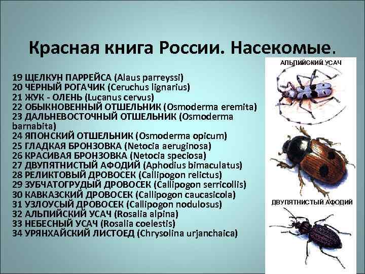 Красная книга России. Насекомые. АЛЬПИЙСКИЙ УСАЧ 19 ЩЕЛКУН ПАРРЕЙСА (Alaus parreyssi) 20 ЧЕРНЫЙ РОГАЧИК