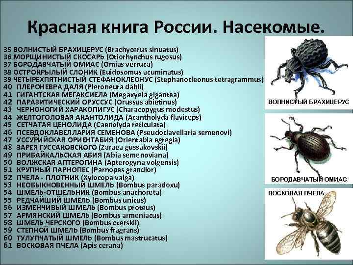 Красная книга России. Насекомые. 35 ВОЛНИСТЫЙ БРАХИЦЕРУС (Brachycerus sinuatus) 36 МОРЩИНИСТЫЙ СКОСАРЬ (Otiorhynchus rugosus)