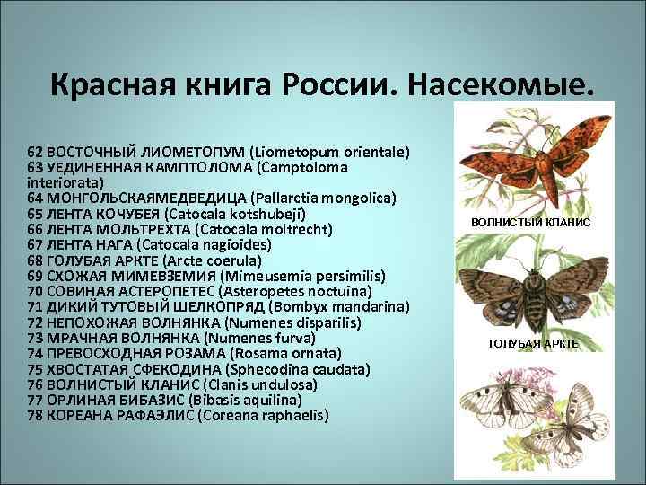 Красная книга России. Насекомые. 62 ВОСТОЧНЫЙ ЛИОМЕТОПУМ (Liometopum orientale) 63 УЕДИНЕННАЯ КАМПТОЛОМА (Camptoloma interiorata)