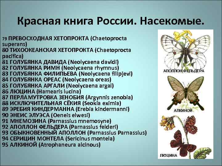 Красная книга России. Насекомые. 79 ПРЕВОСХОДНАЯ ХЕТОПРОКТА (Chaetoprocta superans) 80 ТИХООКЕАНСКАЯ ХЕТОПРОКТА (Chaetoprocta pacifica)