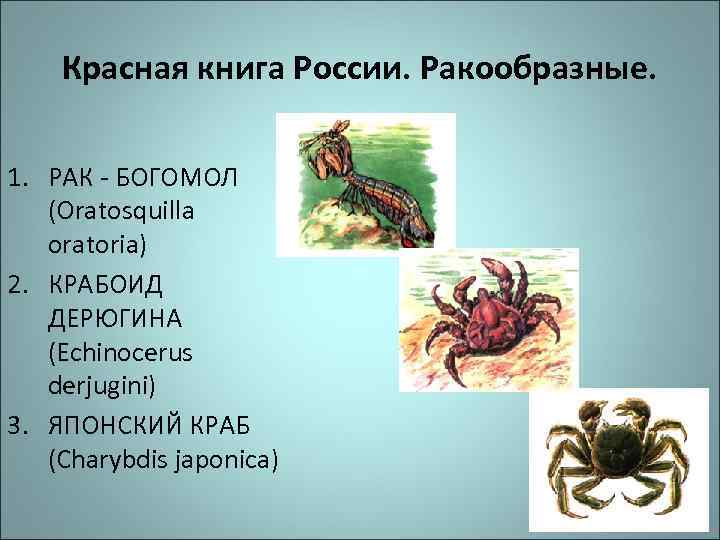 Красная книга России. Ракообразные. 1. РАК - БОГОМОЛ (Oratosquilla oratoria) 2. КРАБОИД ДЕРЮГИНА (Echinocerus