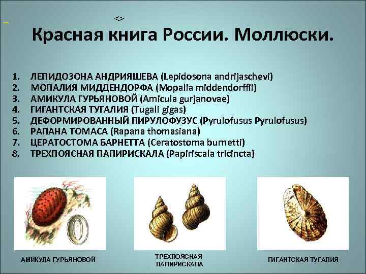  1. 2. 3. 4. 5. 6. 7. 8. <> Красная книга России. Моллюски.