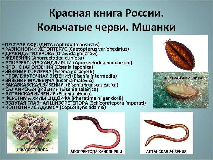 От каких животных произошли кольчатые черви моллюски. Дождевой червь красная книга.