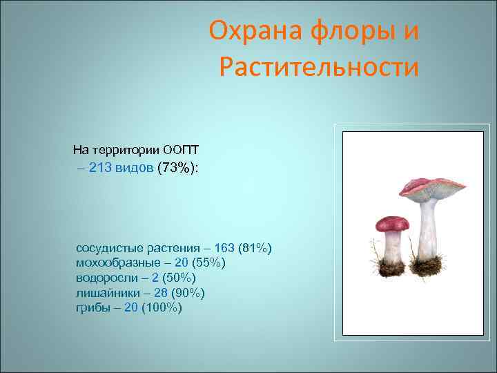 Охрана флоры и Растительности На территории ООПТ – 213 видов (73%): сосудистые растения –