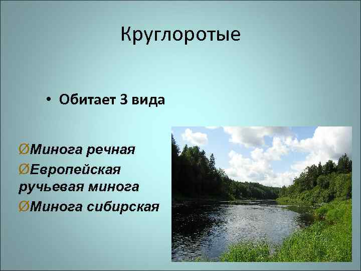 Круглоротые • Обитает 3 вида ØМинога речная ØЕвропейская ручьевая минога ØМинога сибирская 