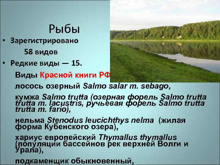 Рыбы • Зарегистрировано 58 видов • Редкие виды — 15. Виды Красной книги РФ: