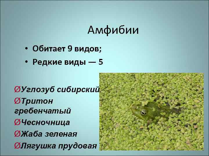 Амфибии • Обитает 9 видов; • Редкие виды — 5 ØУглозуб сибирский ØТритон гребенчатый