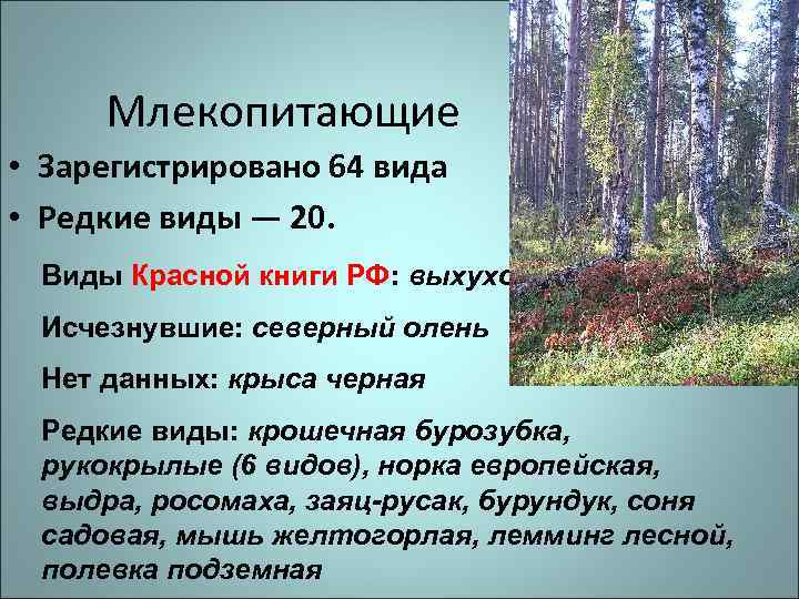 Млекопитающие • Зарегистрировано 64 вида • Редкие виды — 20. Виды Красной книги РФ: