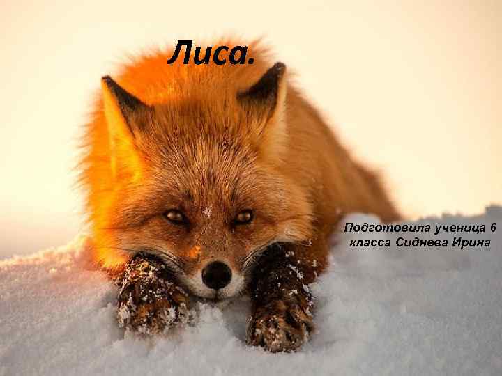 Лиса. Подготовила ученица 6 класса Сиднева Ирина 
