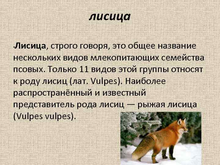 лисица Лисица, строго говоря, это общее название нескольких видов млекопитающих семейства псовых. Только 11