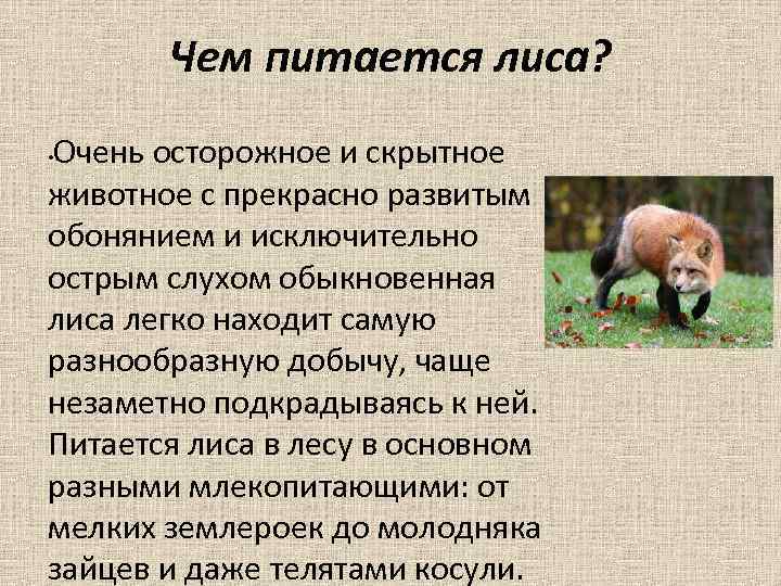 Фф лисы где вы нашли. Лисица краткое описание. Лиса краткая характеристика. Описание лисы. Доклад про лису.