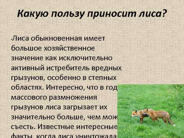 Функции собаки